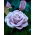 "Dr Blue" trandafir cu flori mari (Grandiflora) - răsad - 