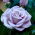 "Dr Blue" trandafir cu flori mari (Grandiflora) - răsad - 