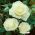 "Szűz" nagyvirágú (Grandiflora) rózsa - palánta - 