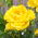 Rosa multiflora "Allgold" (Polyantha) - piantina - 