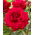 "Concerto" multiflora rose (Polyantha) - seedling