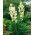 Yucca Filamentosa, Adam's naald, Carolina Silk Grass - XL pak - 50 stuks - 