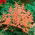 Astilbe "Bressingham Beauty" - salmon pink; false spirea  - XL pack - 50 pcs