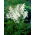 Astilbe "Diamant" - vit; falsk spirea - XL förpackning - 50 st - 