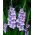 Gladiolus "Blue Tropic" - Pack XXXL - 250 uds.