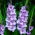 Gladiolus "Blue Tropic" - Pack XXXL - 250 uds.
