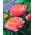 Pion "Coral Sunset" - planta; paeony - stort paket! - 10 st - 