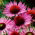 Eastern purple coneflower - Ruby Giant - large-flowered, hedgehog coneflower, purple coneflower - XL pack - 50 pcs