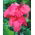 Kanna - Shining Pink - Canna
