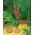Arum Cornutum - grand paquet ! - 10 pieces