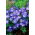 Balkansk anemone "Blue Shades" - Stor pakke - 80stk; Grecian windflower, vinter windflower - 