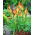 Kniphofia, Red Hot Poker, Tritoma Uvaria - XL-pakke - 50 stk