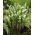 Convallaria Majalis, Crin din Vale - pachet XL - 50 buc.