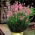 Rosa lavendel - XL-pack - 50 st