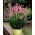 Rosa lavendel - XL-pack - 50 st
