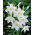 Eucharis Amazonica, Amazon Lily - Confezione XL - 50 pz