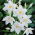 Eucharis Amazonica, Amazon Lily - Confezione XL - 50 pz