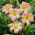Hemerocallis, Taglilie Catherine Woodberry - XL-Packung - 50 Stk