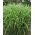 Miscanthus Zebrinus, Zebra Græs - Frøplante - XL pakke - 50 stk.