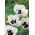 Papaver, Poppy Royal Wedding - XL pack - 50 pcs