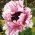 Papaver, Poppy Ruffled Patty - pacote XL - 50 unid.