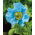 Meconopsis Betonicifolia, Papavero himalayano - Confezione XL - 50 pz
