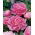 Paeonia, Pfingstrose Edulis Superba - große Packung! - 10 Stk