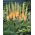 Eremurus, Foxtail Liliomok Cleopatra - XL csomag - 50 db.