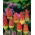 Kniphofia, Red Hot Poker, Tritoma Rojo-Amarillo - Pack XL - 50 uds