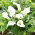 Zantedeschia, Calla Lily White - stor pakke! - 10 stk