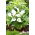 Zantedeschia, Calla Lily White - stor pakke! - 10 stk