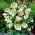 Helleborus - Bollene; Lenteroos - XL pak - 50 stuks - 