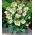 Helleborus - Bollene; Lenteroos - XL pak - 50 stuks - 