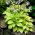 Hosta, Plantain Lily August Moon - large package! - 10 pcs
