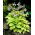 Hosta, Plantain Lily August Moon - large package! - 10 pcs