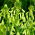 Galtonia Viridiflora - paquete grande! - 10 piezas