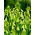 Galtonia Viridiflora - paquete grande! - 10 piezas