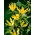 Gloriosa, Fire Lily, Flame Lily Lutea - XL pakke - 50 stk.