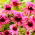 Echinacea, Echinacea Double Decker - confezione XL - 50 pz