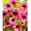 Echinacea, Echinacea Double Decker - confezione XL - 50 pz