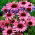 Echinacea, Coneflower Purpurea - Pack XL - 50 pcs