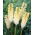 Kniphofia, Red Hot Poker, Tritoma White - XL pakuotė - 50 vnt.