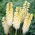 Kniphofia, Red Hot Poker, Tritoma White - XL pakuotė - 50 vnt.