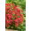 Common yarrow - Paprika - red - XL pack - 50 pcs