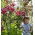 Tree Lily Lilium Purple Prince  - XL pack - 50 pcs