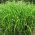 Miscanthus Zebrinus, Zebra Græs - Frøplante - XL pakke - 50 stk.