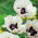 Papaver, Poppy Royal Wedding - XL pack - 50 pcs