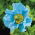 Meconopsis Betonicifolia, Papavero himalayano - Confezione XL - 50 pz