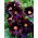Alcea, Hollyhocks Nigra - XL iepakojums - 50 gab.