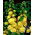 Alcea, Hollyhocks Yellow - pachet XL - 50 buc.